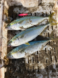 イナダの釣果