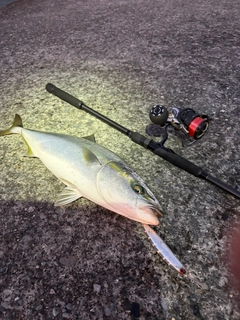 イナダの釣果