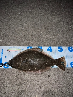 ヒラメの釣果