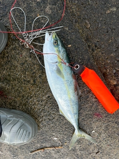 フクラギの釣果