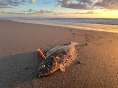 ヒラメの釣果
