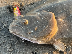 ヒラメの釣果