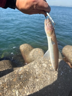 エソの釣果