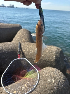 エソの釣果