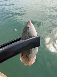 ベラの釣果