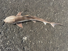 ドチザメの釣果