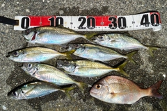 アジの釣果