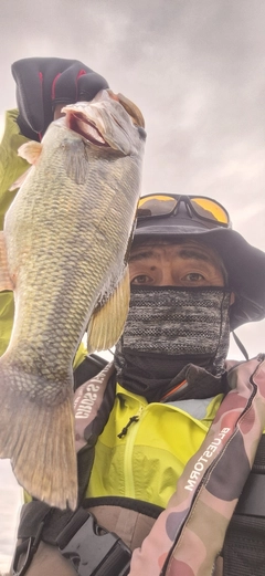 ラージマウスバスの釣果