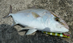 ネリゴの釣果