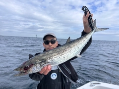 サワラの釣果