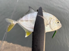 メッキの釣果
