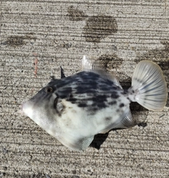 カワハギの釣果