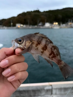 メバルの釣果