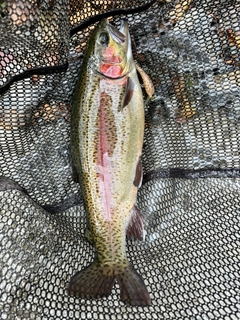 ニジマスの釣果