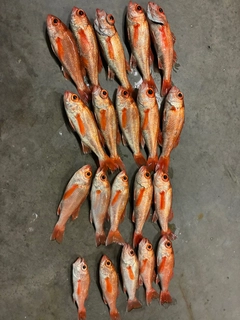 アカムツの釣果