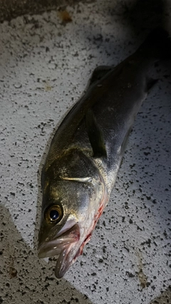 スズキの釣果