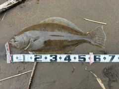 ヒラメの釣果