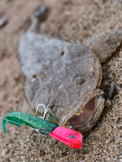 マゴチの釣果