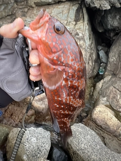 キジハタの釣果