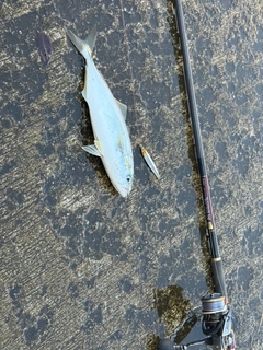 フクラギの釣果