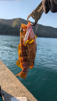 キジハタの釣果