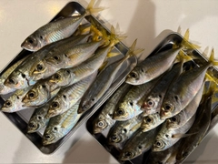 アジの釣果