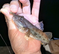 マハゼの釣果