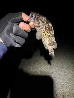 クロソイの釣果