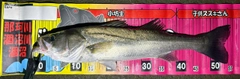 フッコ（マルスズキ）の釣果
