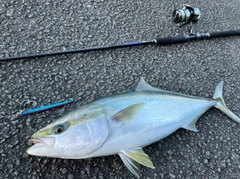 ハマチの釣果