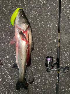 シーバスの釣果