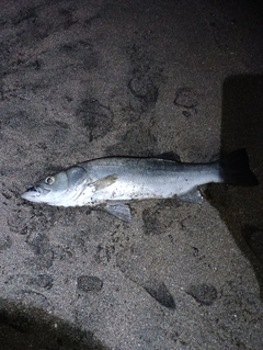 ヒラスズキの釣果