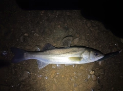 フッコ（マルスズキ）の釣果