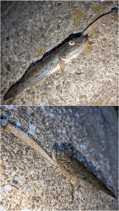 マハゼの釣果