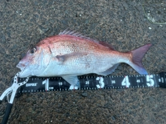 マダイの釣果