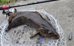 アイナメの釣果