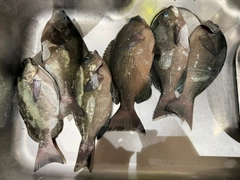 メジナの釣果
