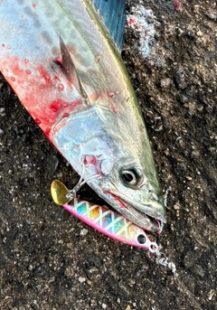 サゴシの釣果