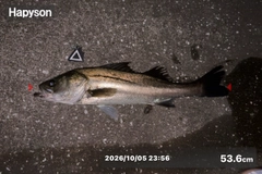 シーバスの釣果