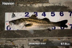 シーバスの釣果