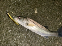 セイゴ（マルスズキ）の釣果