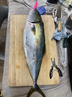 イナダの釣果