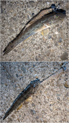 マハゼの釣果