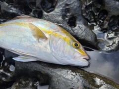 ネリゴの釣果