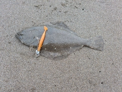 ソゲの釣果