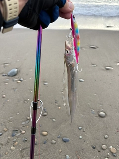 タチウオの釣果