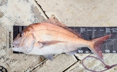 マダイの釣果