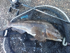 アイナメの釣果