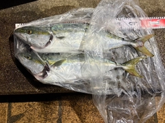 ワラサの釣果