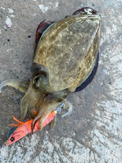 モンゴウイカの釣果